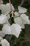 White poplar